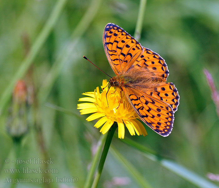 Argynnis aglaja Guzel Inci Grand Nacré Dostojka aglaja