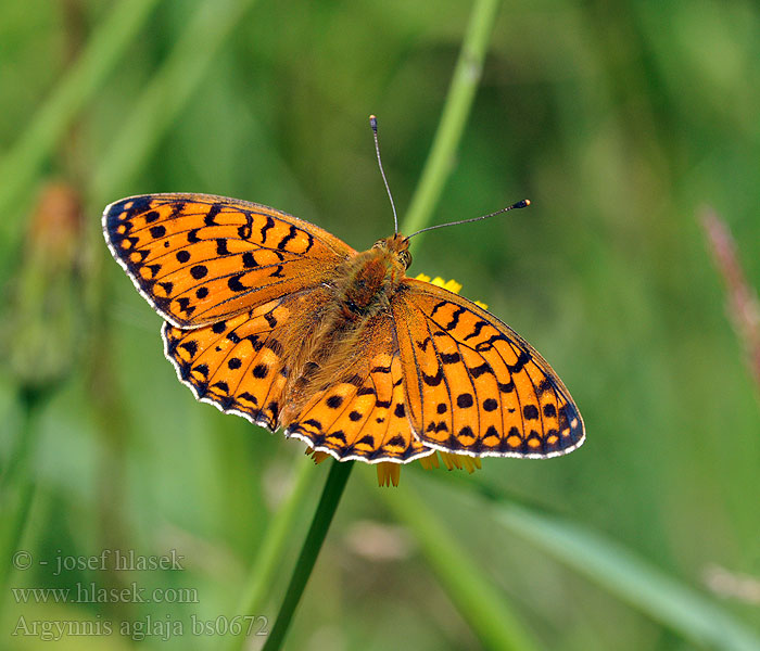 Argynnis aglaja Perleťovec větší Lunares Piata