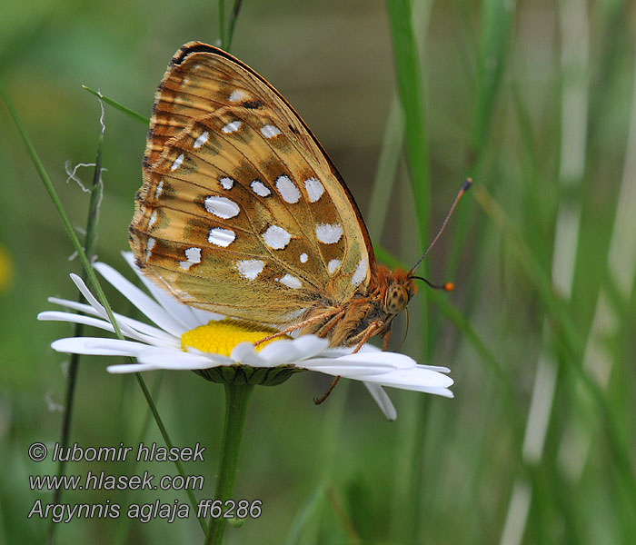 Dark Green Fritillary Argynnis aglaja