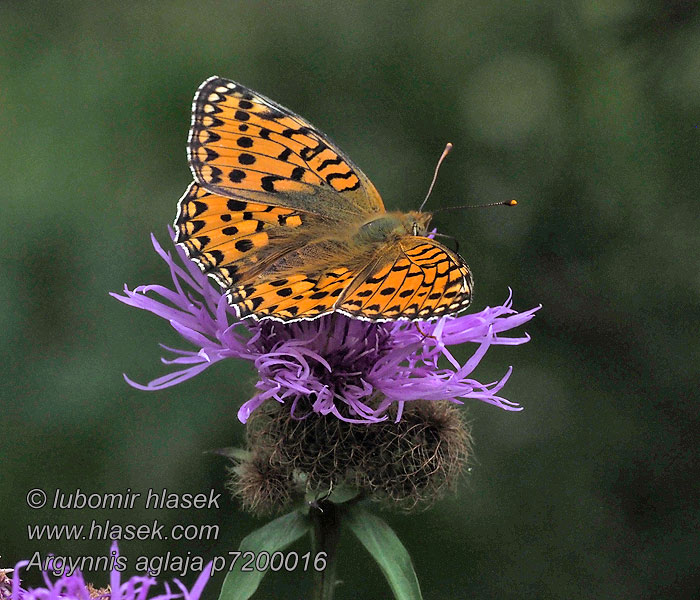 Grote parelmoervlinder Argynnis aglaja