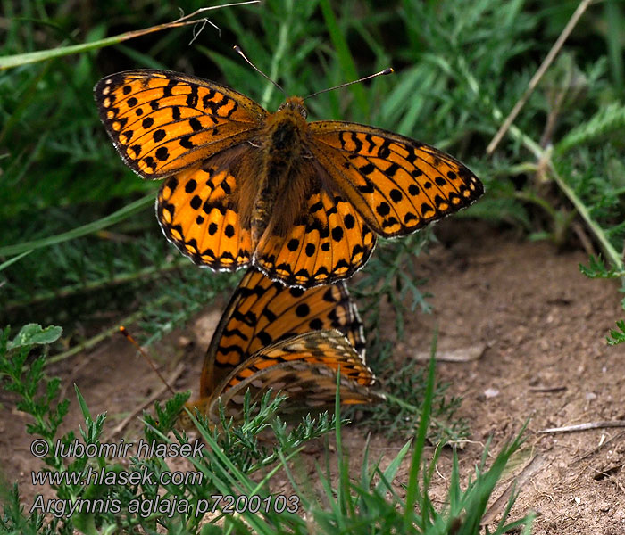 Orvokkihopeatäplä Aglaia Argynnis aglaja