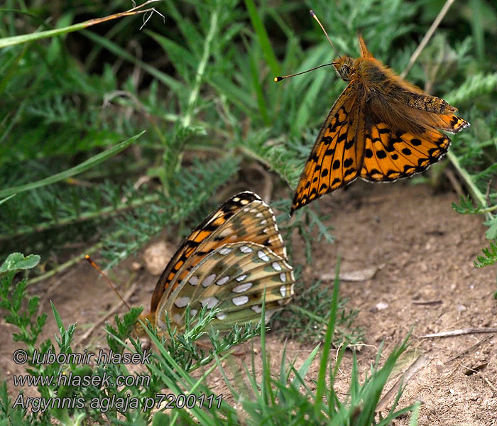 Großer Perlmutterfalter Argynnis aglaja