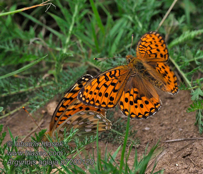 Perlovec veľký Argynnis aglaja