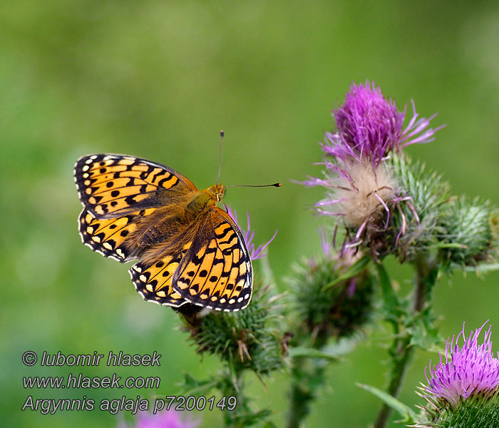 Kerekfoltú gyöngyházlepke Argynnis aglaja