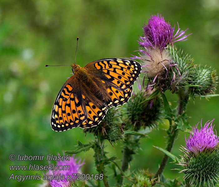 Mark-Perlemorsommerfugl Argynnis aglaja