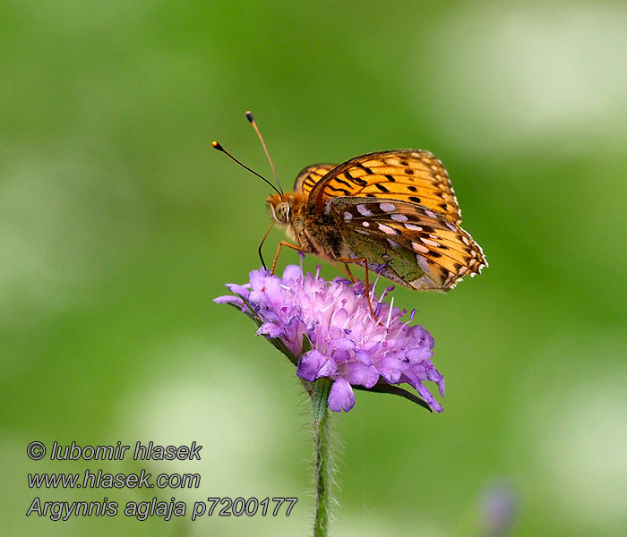 Perleťovec větší Argynnis aglaja