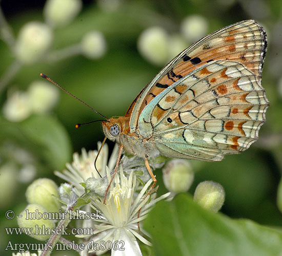 Argynnis niobe Niobe Fritillary Duinparelmoervlinder