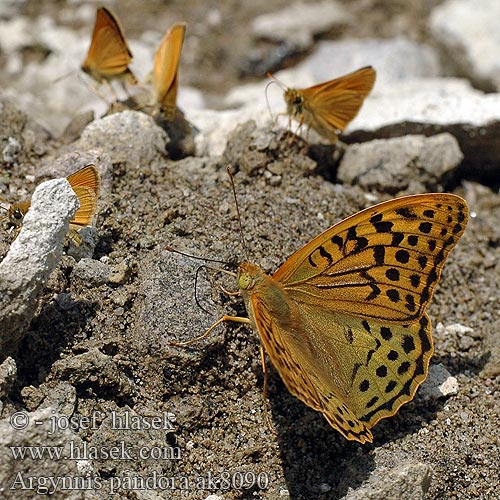 Argynnis pandora Pandoriana Mediterranean Fritillary Cardinal