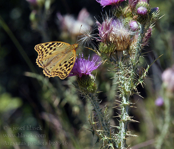 Argynnis pandora Pandoriana Mediterranean Fritillary Cardinal