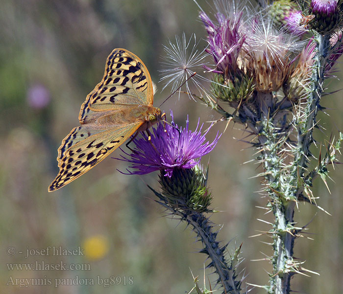 Argynnis pandora Zöldes gyöngyöházlepke Grünes Silberstrich