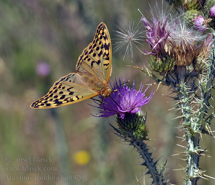 Argynnis pandora Dostojka pandora Perlovec červený