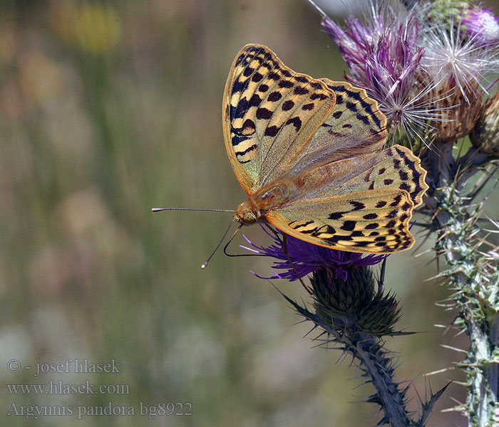 Argynnis pandora Perleťovec červený