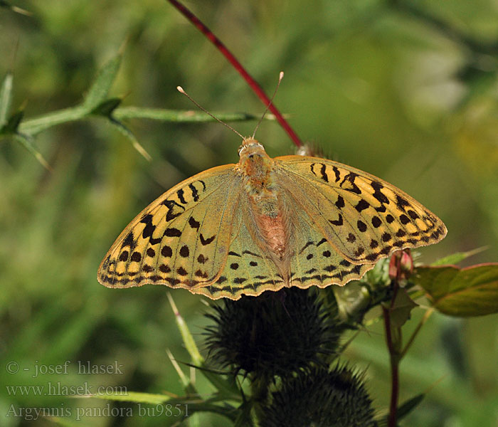 Argynnis pandora Kardinal Kardinaalinviitta Kardinaalsmantel