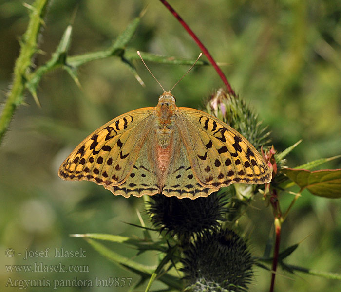 Argynnis pandora Arginia Pandora Перламутровка пандора