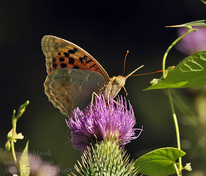 Argynnis pandora Razkošni bisernik Bahadır