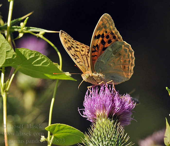 Argynnis pandora Dostojka pandora