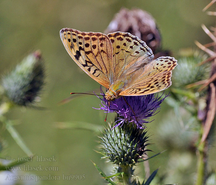 Argynnis pandora Perlovec červený