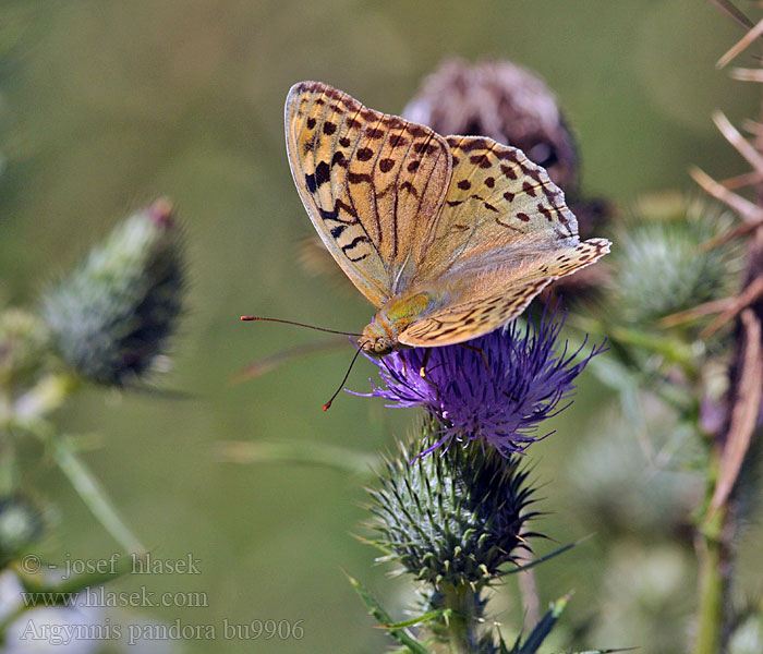 Argynnis pandora Perleťovec červený Kardinal Kardinaalinviitta