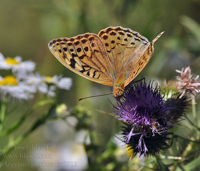 Argynnis pandora Arginia Pandora