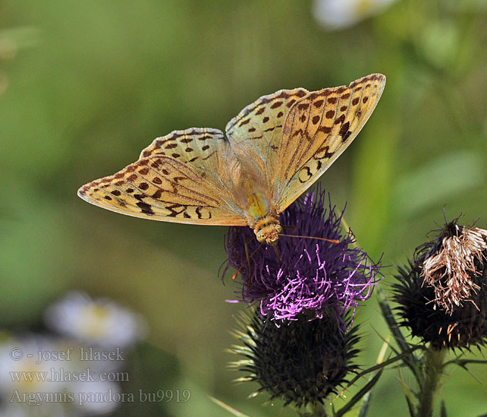 Argynnis pandora Перламутровка пандора