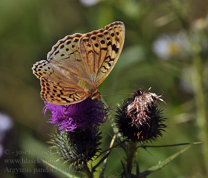 Argynnis pandora Razkošni bisernik