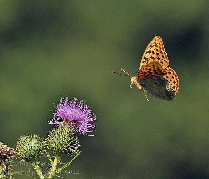 Argynnis pandora Bahadır