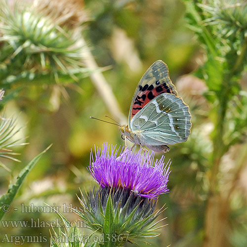 Bahadır Argynnis pandora Pandoriana Mediterranean Fritillary