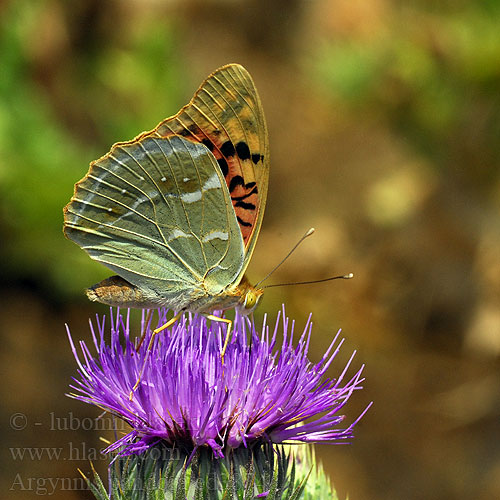 Mediterranean Fritillary Cardinal Zöldes gyöngyöházlepke