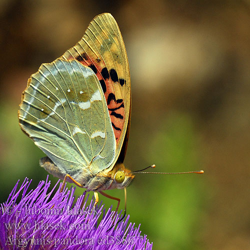 Перламутровка пандора Razkošni bisernik Bahadır Argynnis pandora