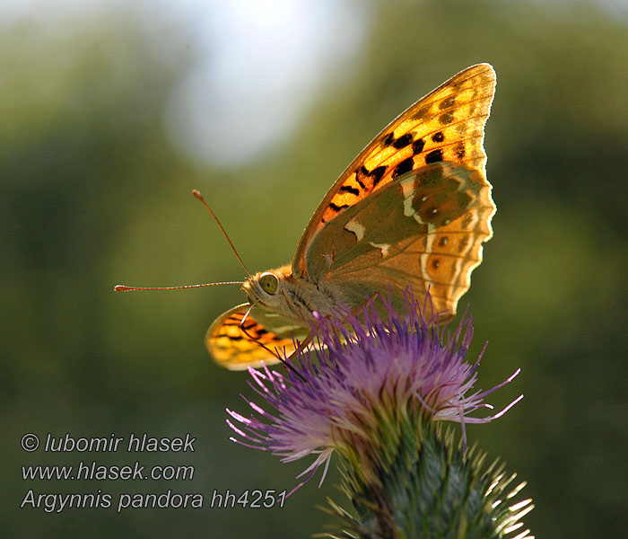 Mediterranean Fritillary Argynnis pandora