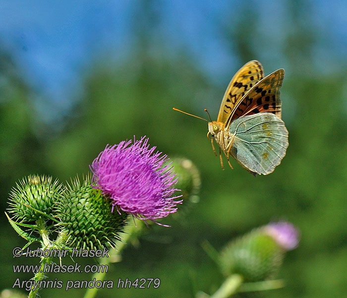 Cardinal Argynnis pandora