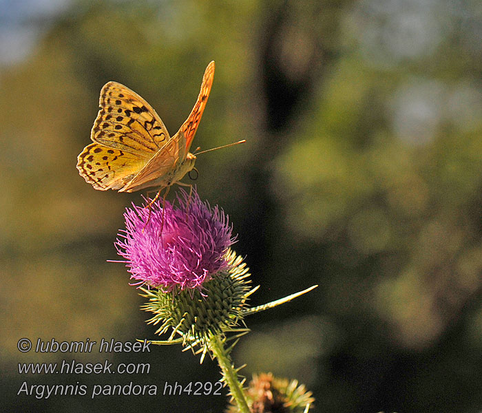 Zöldes gyöngyöházlepke Argynnis pandora