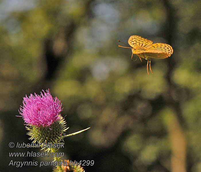 Grünes Silberstrich Argynnis pandora