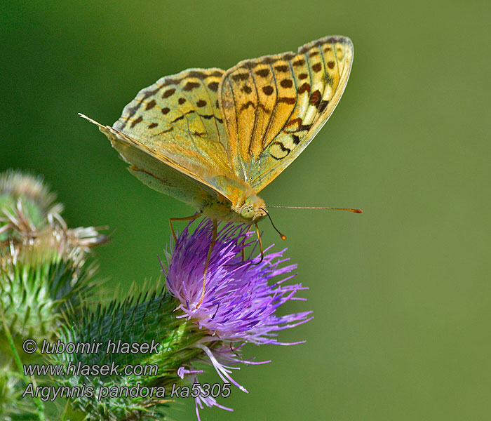 Dostojka pandora Perlovec Argynnis pandora