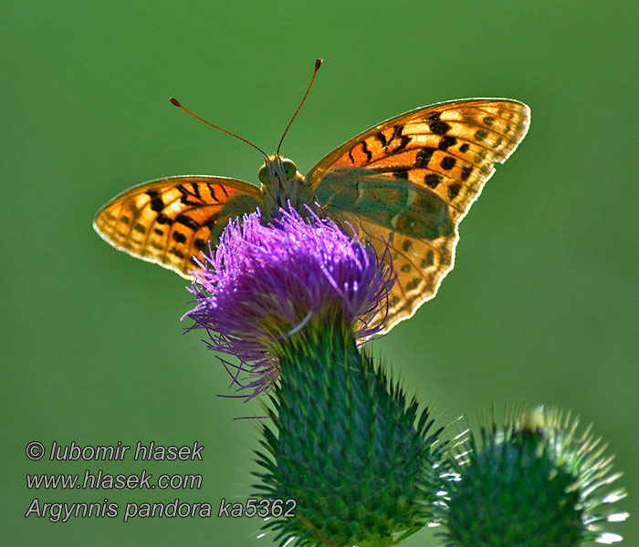 Perleťovec červený Argynnis pandora