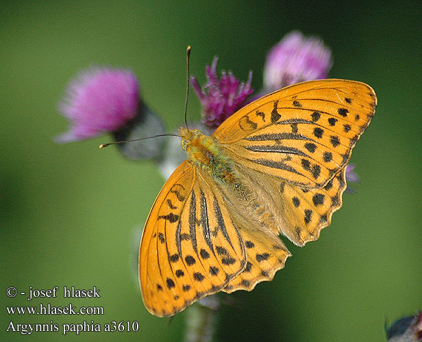 Argynnis paphia Silver washed fritillary Kejserkåbe