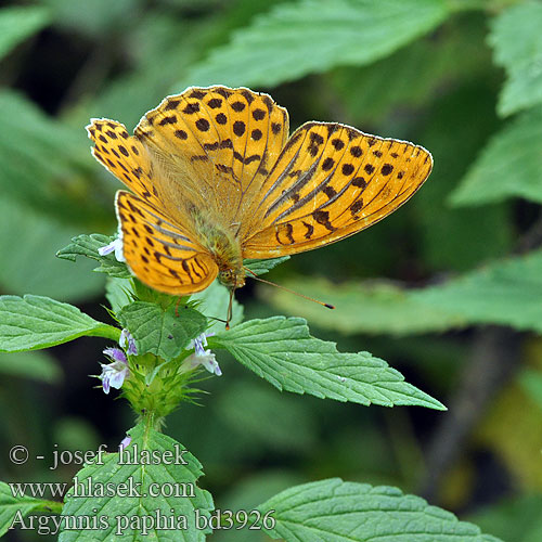 ミドリヒョウモン Argynnis paphia Silver washed fritillary Kejserkåbe