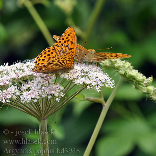 Silver washed fritillary Kejserkåbe Keisarinviitta