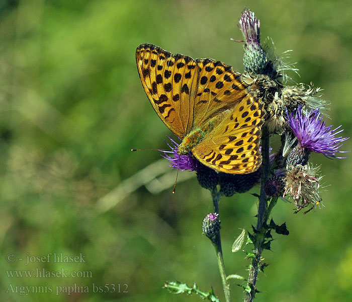 Argynnis paphia Silver washed fritillary Kejserkåbe