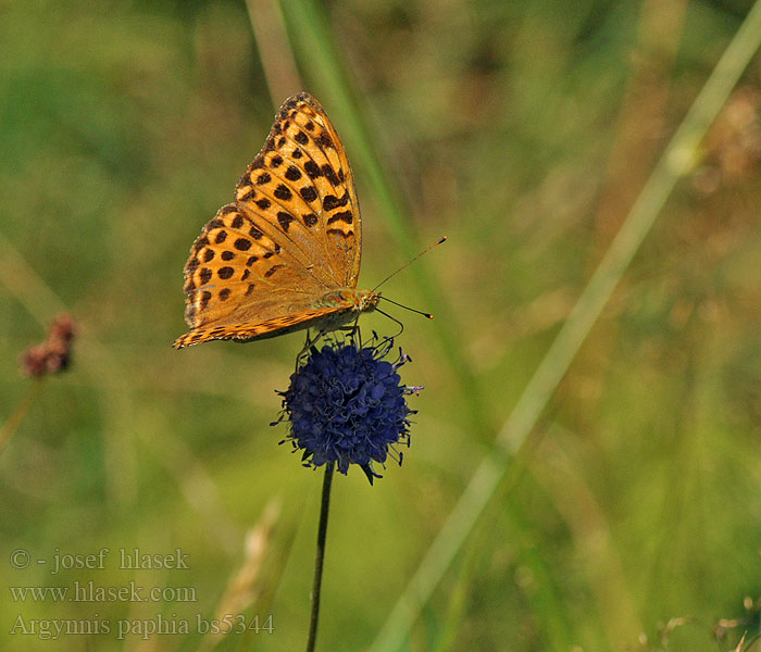 Argynnis paphia Silver washed fritillary Kejserkåbe Keisarinviitta