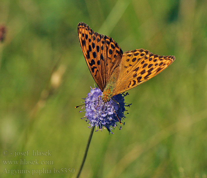 Argynnis paphia Tabac d'Espagne Keizersmantel Tabacco Spagna