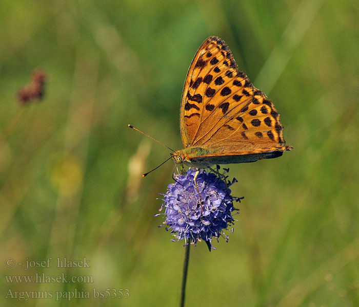 Argynnis paphia Nagy gyöngyházlepke Kaisermantel Dostojka malinowiec