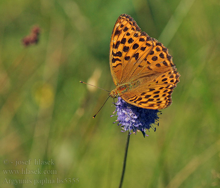 Argynnis paphia Перламутровка лесная Perleťovec stříbropásek