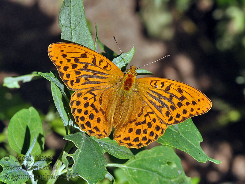 Silver washed fritillary Argynnis paphia