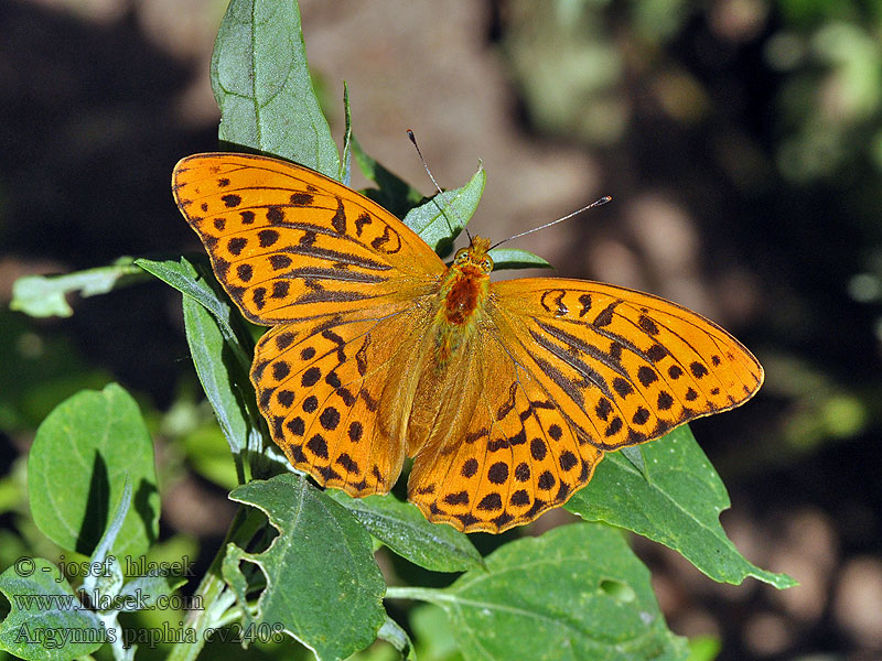 Silver washed fritillary Argynnis paphia