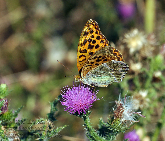 Argynnis paphia