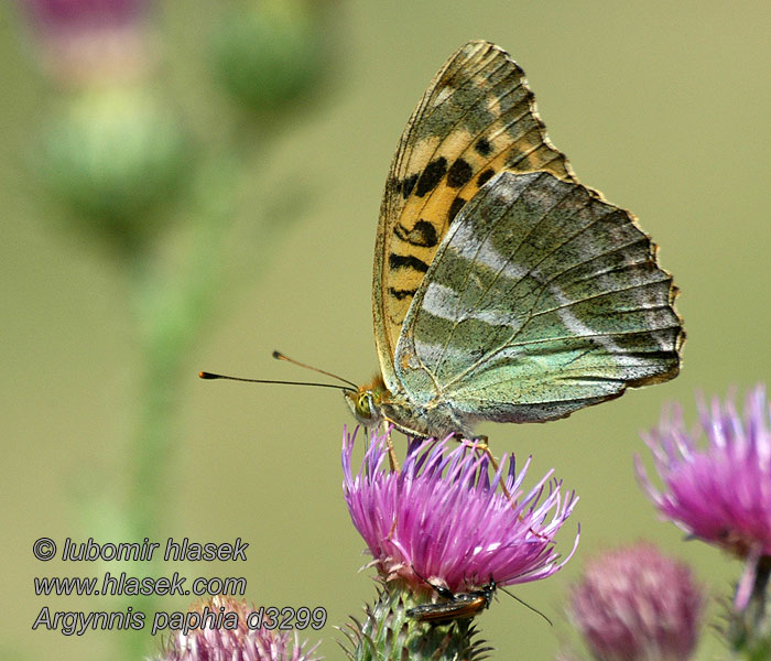 Kejserkåbe Argynnis paphia