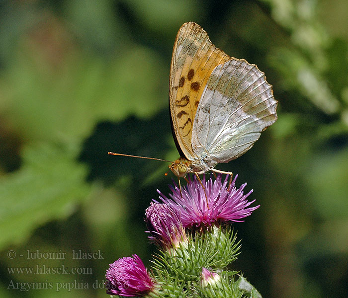 Argynnis paphia Keisarinviitta Tabac d'Espagne Keizersmantel