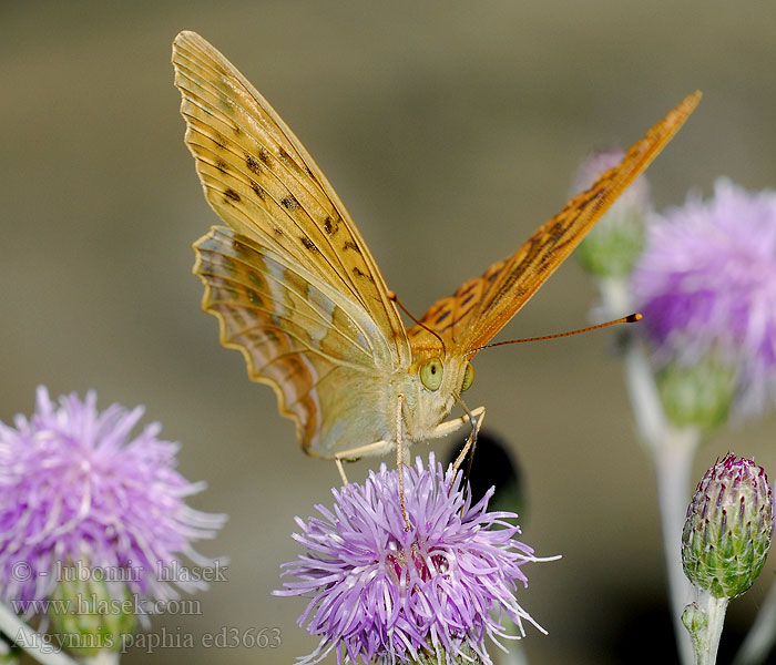 Argynnis paphia Tabacco Spagna Nagy gyöngyházlepke Kaisermantel