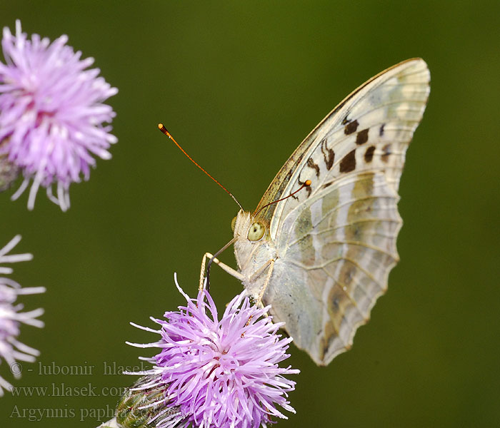 Argynnis paphia Dostojka malinowiec Perleťovec stříbropásek